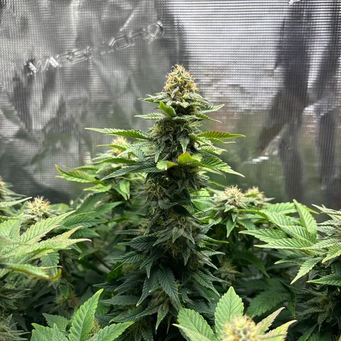 Petree growlog photo: Purples are showing 
