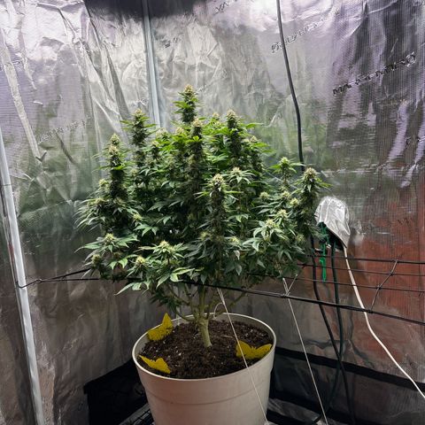 Petree growlog photo: Purples are showing 