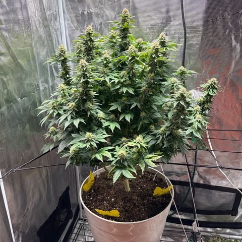 Petree growlog photo: Purples are showing 