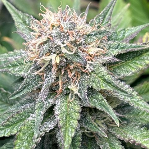 Petree growlog photo: Purples are showing 