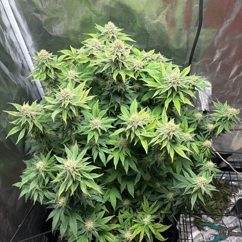 Petree growlog photo: Purples are showing 