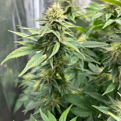 Petree growlog photo: Purples are showing 