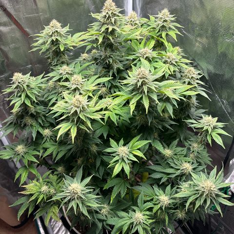 Petree growlog photo: Purples are showing 