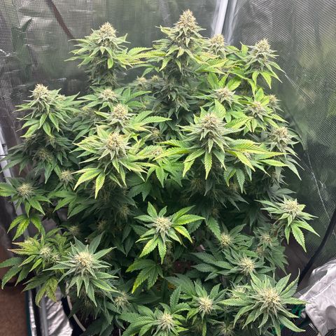 Petree growlog timeline photo