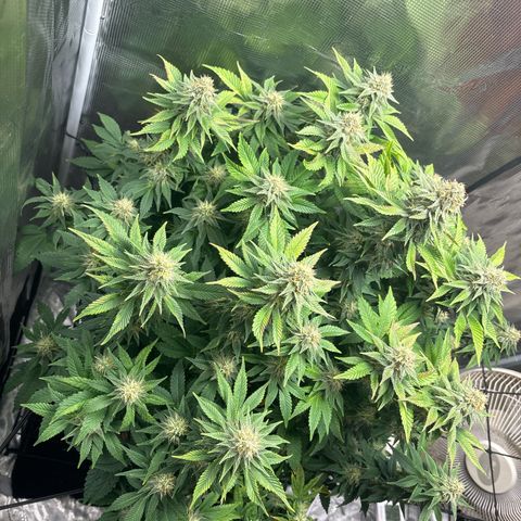 Petree growlog timeline photo
