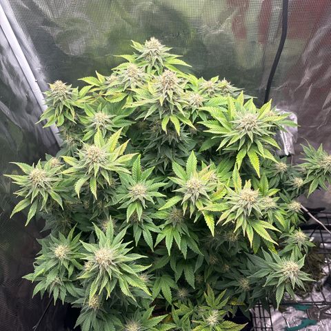 Petree growlog timeline photo