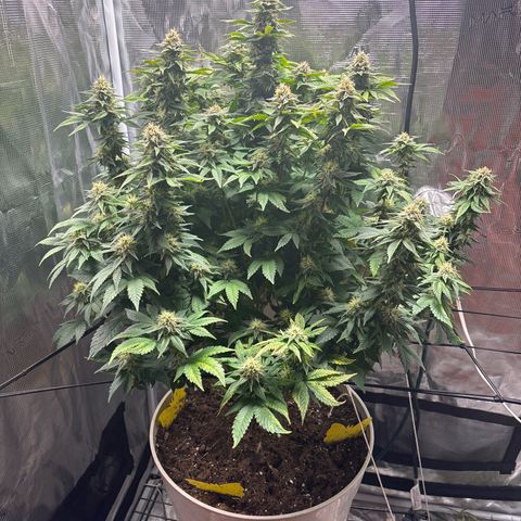 Petree growlog timeline photo