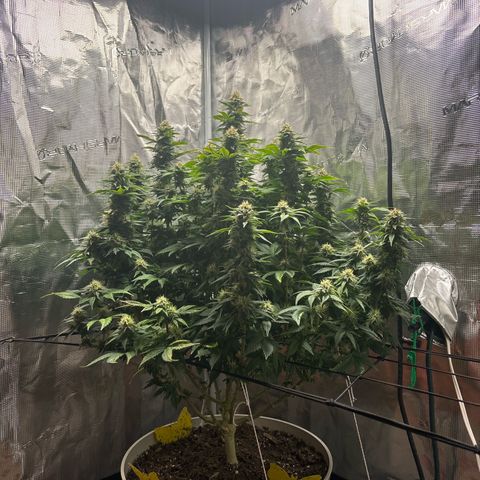 Petree growlog timeline photo