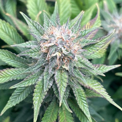 Petree growlog timeline photo