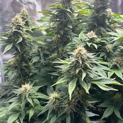 Petree growlog timeline photo