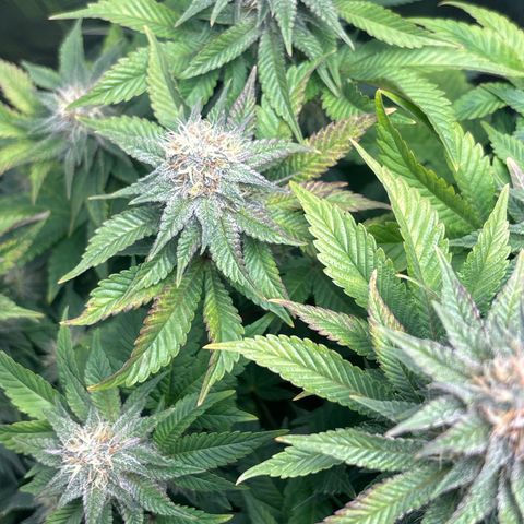 Petree growlog timeline photo