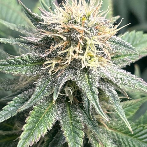 Petree growlog timeline photo
