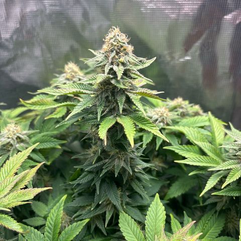 Petree growlog timeline photo