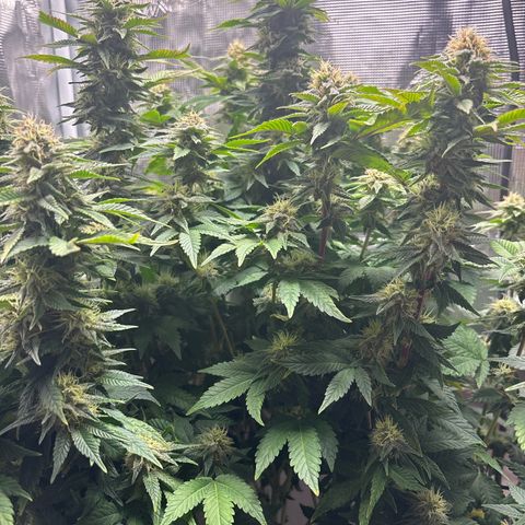 Petree growlog timeline photo