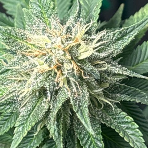 Petree growlog timeline photo