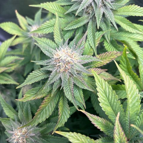 Petree growlog timeline photo