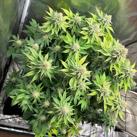 Petree growlog timeline photo