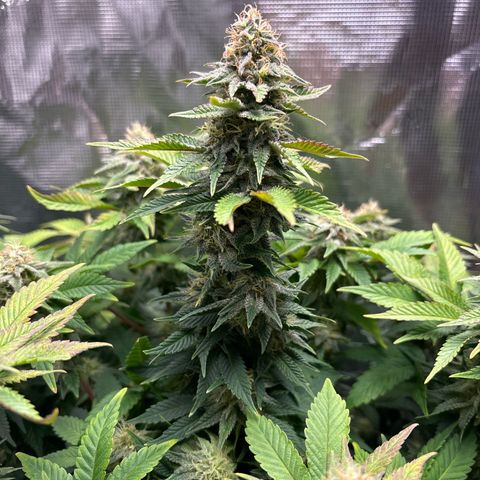 Petree growlog timeline photo
