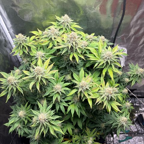 Petree growlog timeline photo