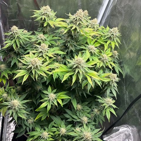 Petree growlog timeline photo