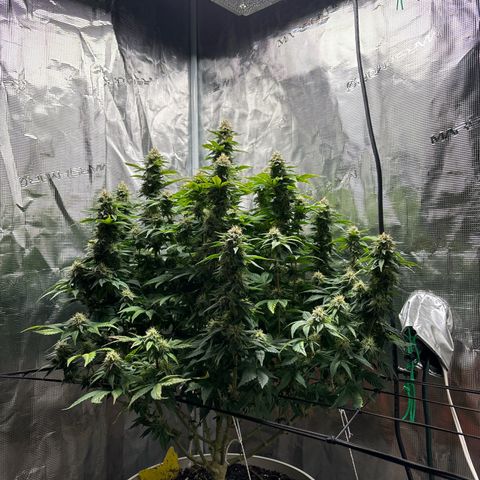Petree growlog timeline photo