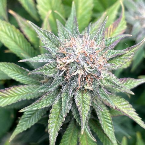 Petree growlog timeline photo