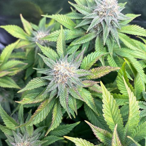 Petree growlog timeline photo
