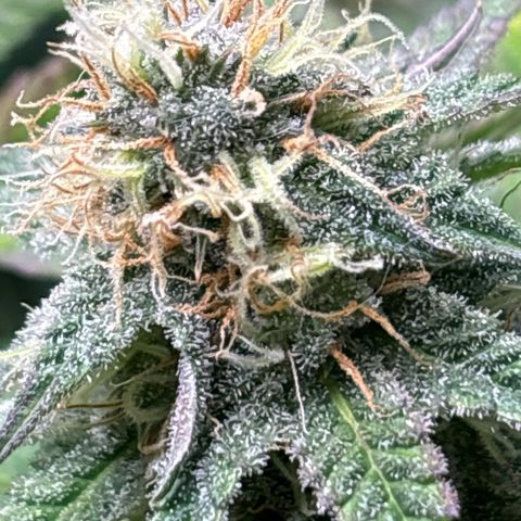 Petree growlog timeline photo