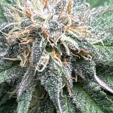 Petree growlog timeline photo