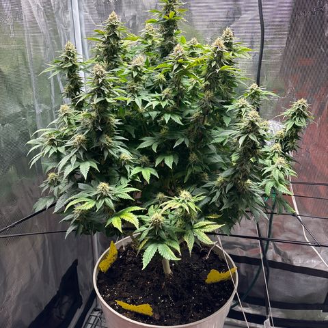 Petree growlog timeline photo