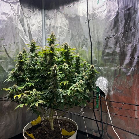 Petree growlog timeline photo
