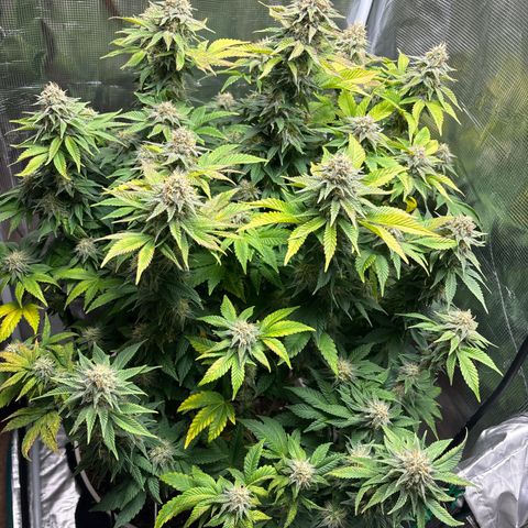 Petree growlog timeline photo