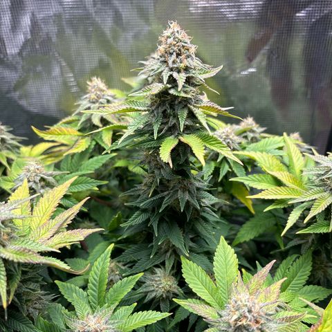 Petree growlog timeline photo