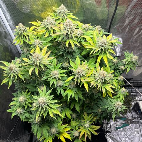 Petree growlog timeline photo