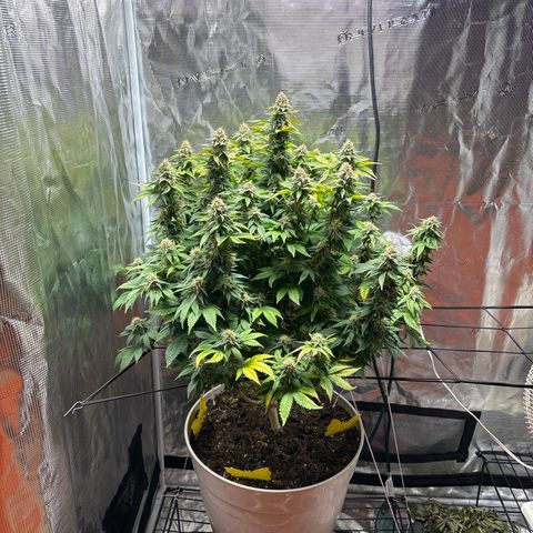 Petree growlog timeline photo