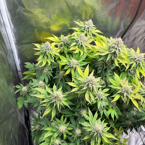 Petree growlog timeline photo