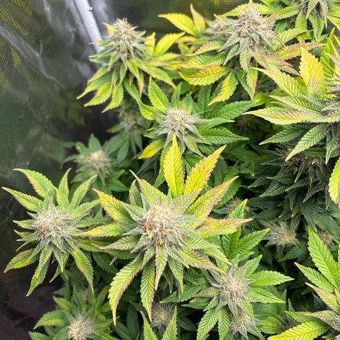 Petree growlog timeline photo