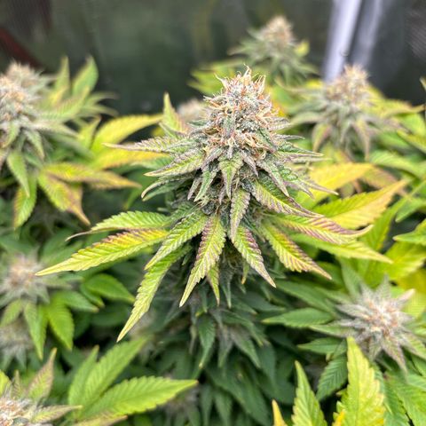 Petree growlog photo: Purple coming in beautifully