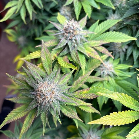 Petree growlog photo: Purple coming in beautifully
