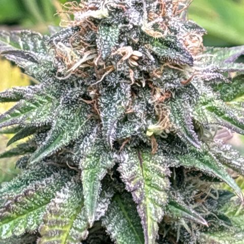 Petree growlog photo: Purple coming in beautifully