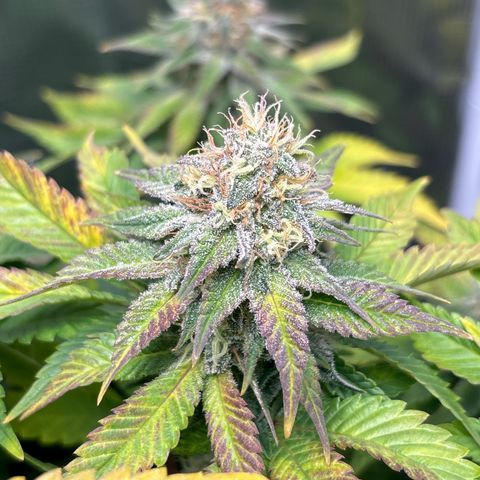 Petree growlog photo: Purple coming in beautifully