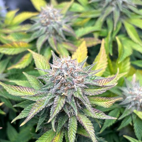 Petree growlog photo: Purple coming in beautifully
