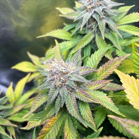 Petree growlog photo: Purple coming in beautifully