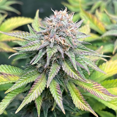 Petree growlog photo: Purple coming in beautifully