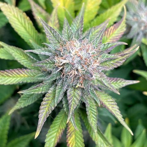 Petree growlog photo: Purple coming in beautifully