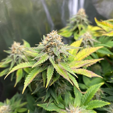 Petree growlog photo: Purple coming in beautifully