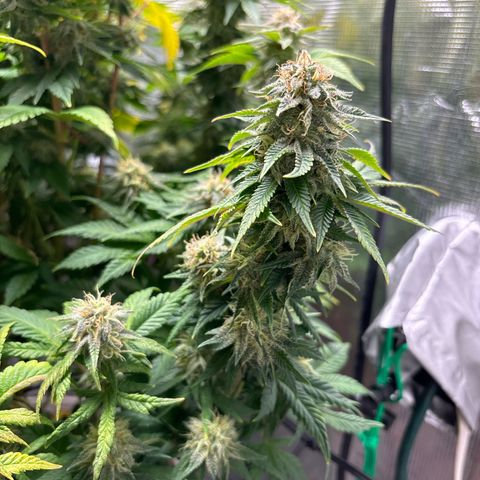 Petree growlog timeline photo