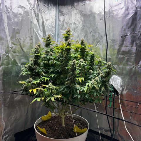 Petree growlog timeline photo