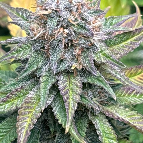 Petree growlog timeline photo