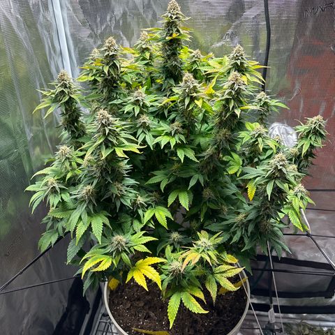 Petree growlog timeline photo